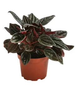 Peperomie - Peperomia Caperata 'Brasilia'