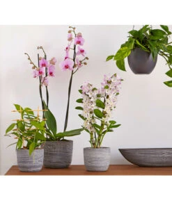 Efeutute - Epipremnum Aureum 'Torro', Ampel 6 Efeutute - Epipremnum Aureum 'Torro', Ampel -Deutschland Genussgarten Verkaufs-Shop 8687071 PR MO 002 8687063 8250045 8660045 DendrobiumUveSauer