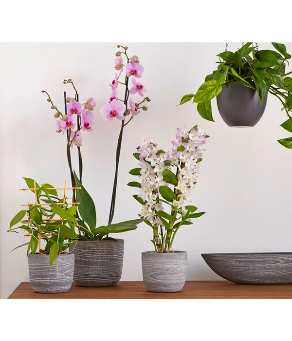 Efeutute - Epipremnum Aureum 'Torro', Ampel 3 Efeutute - Epipremnum Aureum 'Torro', Ampel – Bild 3