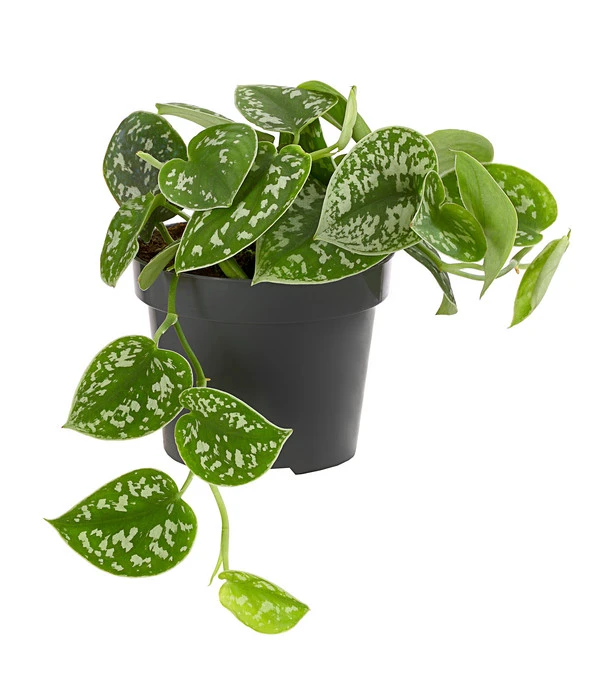 Gefleckte Efeutute - Scindapsus Pictus 1 Gefleckte Efeutute - Scindapsus Pictus