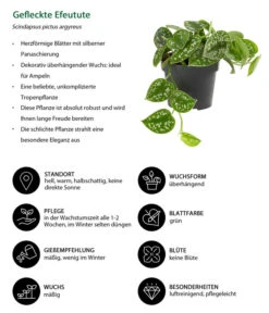 Gefleckte Efeutute - Scindapsus Pictus 5 Gefleckte Efeutute - Scindapsus Pictus -Deutschland Genussgarten Verkaufs-Shop 8689127 WE IG 001 GefleckteEfeutute