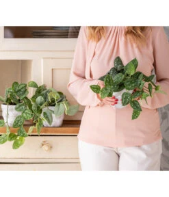 Gefleckte Efeutute - Scindapsus Pictus 4 Gefleckte Efeutute - Scindapsus Pictus -Deutschland Genussgarten Verkaufs-Shop 8689127 WE MO 001 Epipremnum