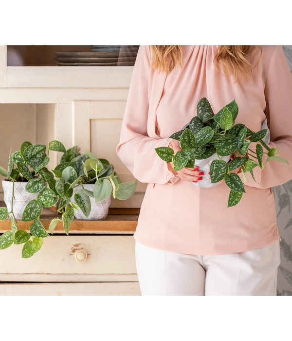 Gefleckte Efeutute - Scindapsus Pictus 2 Gefleckte Efeutute - Scindapsus Pictus – Bild 2