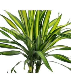 Drachenbaum - Dracaena Fragrans 'Rikki' -Deutschland Genussgarten Verkaufs-Shop 8703340 BildD 001 DrachenbaumRikkiDracDereRikki3T