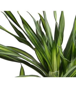 Drachenbaum - Dracaena Fragrans 'Rikki' -Deutschland Genussgarten Verkaufs-Shop 8703340 WE DE 001 DrachenbaumDracaenaDeremensisRikkiT24DehnerExpressHerzig