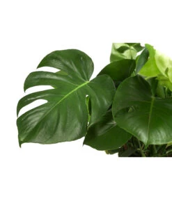 Fensterblatt - Monstera Deliciosa -Deutschland Genussgarten Verkaufs-Shop 8710436 WE DE 001 MonsteraDeliciosaBuschT27