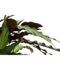 Korbmarante - Calathea Cultivars, Verschiedene Sorten -Deutschland Genussgarten Verkaufs-Shop 8712242 PR DE 002 CalatheaMixT21DehnerExpressHerzig