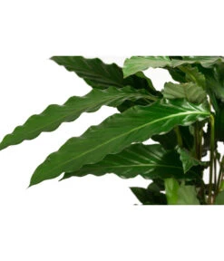 Korbmarante - Calathea Cultivars, Verschiedene Sorten -Deutschland Genussgarten Verkaufs-Shop 8712242 PR DE 003 CalatheaMixT21DehnerExpressHerzig
