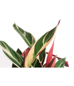 Korbmarante - Calathea Cultivars, Verschiedene Sorten -Deutschland Genussgarten Verkaufs-Shop 8712242 PR DE 004 CalatheaMixT21DehnerExpressHerzig