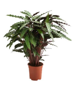 Korbmarante - Calathea Cultivars, Verschiedene Sorten -Deutschland Genussgarten Verkaufs-Shop 8712242 PR FS 002 CalatheaMixT21DehnerExpressHerzig