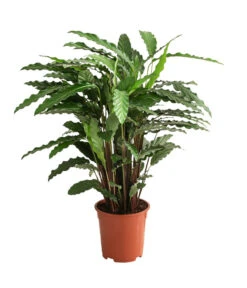 Korbmarante - Calathea Cultivars, Verschiedene Sorten -Deutschland Genussgarten Verkaufs-Shop 8712242 PR FS 003 CalatheaMixT21DehnerExpressHerzig