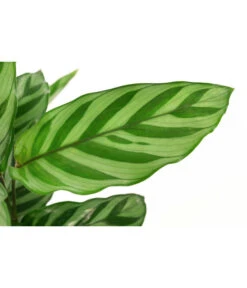 Korbmarante - Calathea 'Freddy' -Deutschland Genussgarten Verkaufs-Shop 8712549 PR DE 001 CalatheaFreddyT12 DehnerExpressHerzig