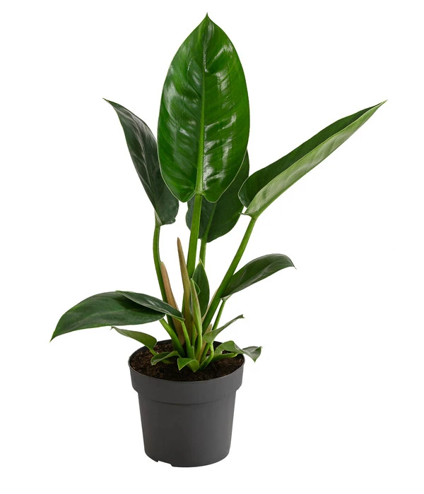 Baumfreund - Philodendron 'Imperial Green' 1 Baumfreund - Philodendron 'Imperial Green'