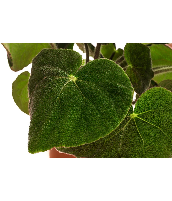 Blattbegonie - Begonia Masoniana 'Jungle' 2 Blattbegonie - Begonia Masoniana 'Jungle' – Bild 2