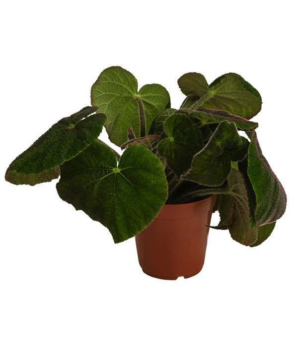 Blattbegonie - Begonia Masoniana 'Jungle' 1 Blattbegonie - Begonia Masoniana 'Jungle'
