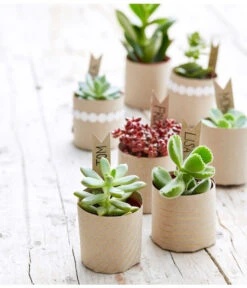 Bestseller -Deutschland Genussgarten Verkaufs-Shop 8722514 PR MO 002 Sukkulenten