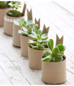 Mini Sukkulenten, Verschiedene Sorten 5 Mini Sukkulenten, Verschiedene Sorten -Deutschland Genussgarten Verkaufs-Shop 8722514 PR MO 006 Sukkulenten