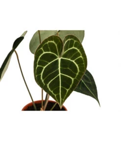 Herzblattblume - Anthurium Clarinervium 5 Herzblattblume - Anthurium Clarinervium -Deutschland Genussgarten Verkaufs-Shop 8722985 WE DE 001 HerzblattblumeAnthuriumClarinerviumT12
