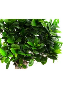 Chinesische Feige - Ficus Microcarpa -Deutschland Genussgarten Verkaufs-Shop 8723280 WE DE 001 FicusMicrocarpaT19