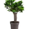 Chinesische Feige - Ficus Microcarpa
