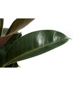 Gummibaum - Ficus Elastica 'Melany' -Deutschland Genussgarten Verkaufs-Shop 8729410 WE DE 001 FicusElasticaMelanyT22