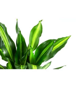 Drachenbaum - Dracaena Fragrans 'Cintho' 7 Drachenbaum - Dracaena Fragrans 'Cintho' -Deutschland Genussgarten Verkaufs-Shop 8730749 WE DE 001 DracaenaFragransCinthoT17