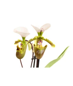 Frauenschuh - Paphiopedilum Spicerianum -Deutschland Genussgarten Verkaufs-Shop 8730913 WE DE 001 PaphiopedilumSpiceranumT9