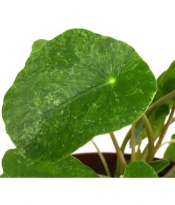 Glückstaler - Pilea Peperomioides 'Sugar' -Deutschland Genussgarten Verkaufs-Shop 8731408 WE DE 001 PileaSugarT13