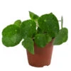 Glückstaler - Pilea Peperomioides 'Sugar'