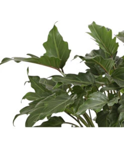 Baumfreund - Philodendron 'Xanadu' -Deutschland Genussgarten Verkaufs-Shop 8738163 WE DE 001 BaumfreundPhilodendronXanadouT21DehnerExpressHerzig