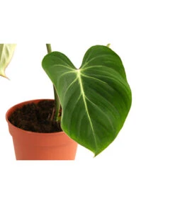 Baumfreund - Philodendron Gloriosum -Deutschland Genussgarten Verkaufs-Shop 8742389 WE DE 001 PhilodendronGloriosumT15