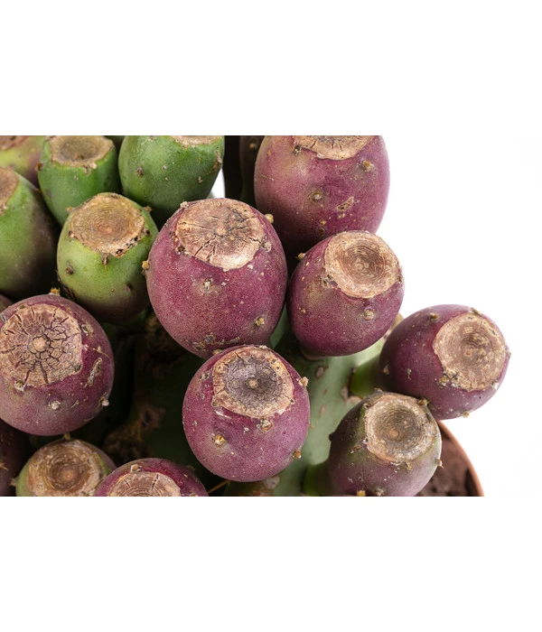 Feigenkaktus - Opuntia Vulgaris 'Etna' 2 Feigenkaktus - Opuntia Vulgaris 'Etna' – Bild 2