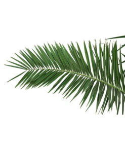 XXL Kanarische Dattelpalme, Ca. 170 Cm -Deutschland Genussgarten Verkaufs-Shop 8753063 PR DE 001 XXLKanarischeDattelpalme70L