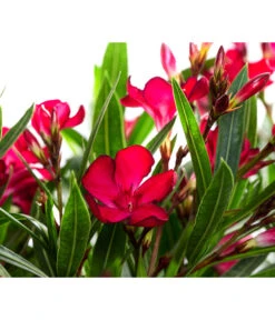 Oleander, Solitärbusch -Deutschland Genussgarten Verkaufs-Shop 8753105 WE DE 001 NeriumOleanderBuschRotT30