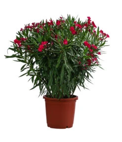 Oleander, Solitärbusch