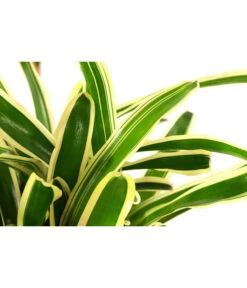 Neoregelie - Neoregelia Hybride 'Fireball' 5 Neoregelie - Neoregelia Hybride 'Fireball' -Deutschland Genussgarten Verkaufs-Shop 8755290 PR DE 001 NeoregeliaFireballvariegataT15DehnerExpressHerzig