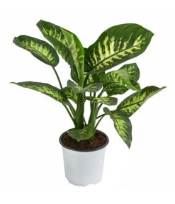 Dieffenbachie - Dieffenbachia 'Tropic Snow'