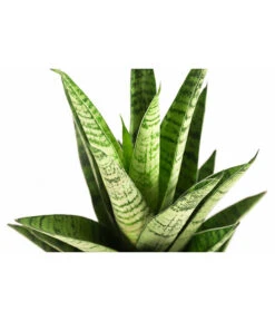 Bogenhanf - Sansevieria-Hybride 'Tough Lady' -Deutschland Genussgarten Verkaufs-Shop 8764730 PR DE 001 SansevieriaToughLadyT12DehnerExpressHerzig