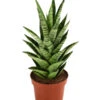 Bogenhanf - Sansevieria-Hybride 'Tough Lady'