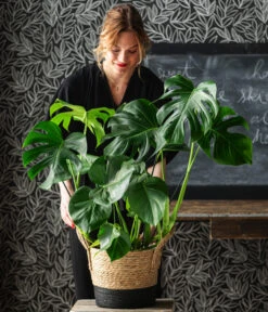 Fensterblatt - Monstera Deliciosa -Deutschland Genussgarten Verkaufs-Shop 8773137 6904783 WE MO 001 UrbanGreen