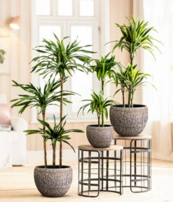 Drachenbaum - Dracaena Fragrans 'Rikki' -Deutschland Genussgarten Verkaufs-Shop 8775108 8511545 WE MO 001 DracaenaDeremensisRikki Lana