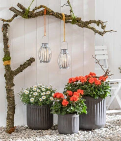 Margerite, Weiß -Deutschland Genussgarten Verkaufs-Shop 8803660 8813206 WE MO 001 MargeriteWeiss GeranieOrange GC05 2022 01