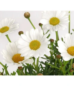 Margerite, Weiß -Deutschland Genussgarten Verkaufs-Shop 8803660 PR DE 001 MargeritenWeissT11DehnerExpressHerzig