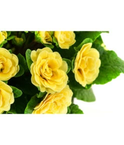 Beet- & Balkonpflanzen-Set Gelber Frühling, 6-teilig -Deutschland Genussgarten Verkaufs-Shop 8806606 WE DE 003 RosenprimelGelbT12