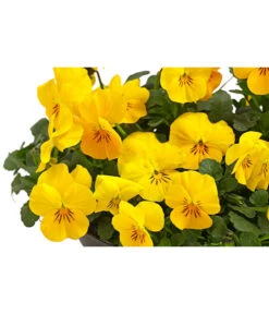 Beet- & Balkonpflanzen-Set Gelber Frühling, 6-teilig -Deutschland Genussgarten Verkaufs-Shop 8808214 PR DE 001 ViolaCornutaHornveilchenT14HerzigTESTZOOM1500x1000