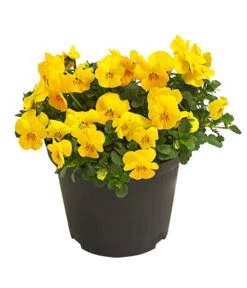 Beet- & Balkonpflanzen-Set Gelber Frühling, 6-teilig -Deutschland Genussgarten Verkaufs-Shop 8808214 WE FS 001 ViolaCornutaHornveilchenT14TESTZOOM1107x1106