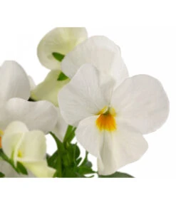 Beet- & Balkonpflanzen-Set Weißer Frühling, 6-teilig -Deutschland Genussgarten Verkaufs-Shop 8808685 WE DE 002 ViolaCornutaWeiss 1