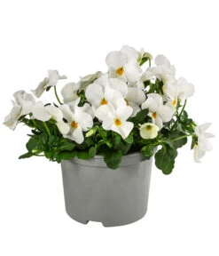 Beet- & Balkonpflanzen-Set Weißer Frühling, 6-teilig -Deutschland Genussgarten Verkaufs-Shop 8808685 WE FS ViolaCornutaWeissGelb 1