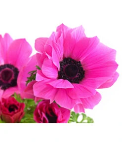 Beet- & Balkonpflanzen-Set Rosa Frühling, 6-teilig -Deutschland Genussgarten Verkaufs-Shop 8809386 WE DE 002 AnemoneCoronariaKronenAnemoneRosaT12
