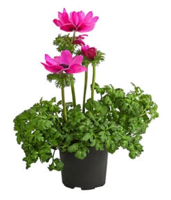 Beet- & Balkonpflanzen-Set Rosa Frühling, 6-teilig -Deutschland Genussgarten Verkaufs-Shop 8809386 WE FS 002 AnemoneCoronariaKronenAnemoneRosaT12